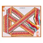 Cinturon V-636-PB88-0078