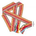 Cinturon V-636-PB88-0078