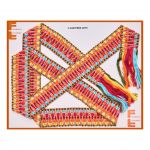 Cinturon V-636-PB88-0078